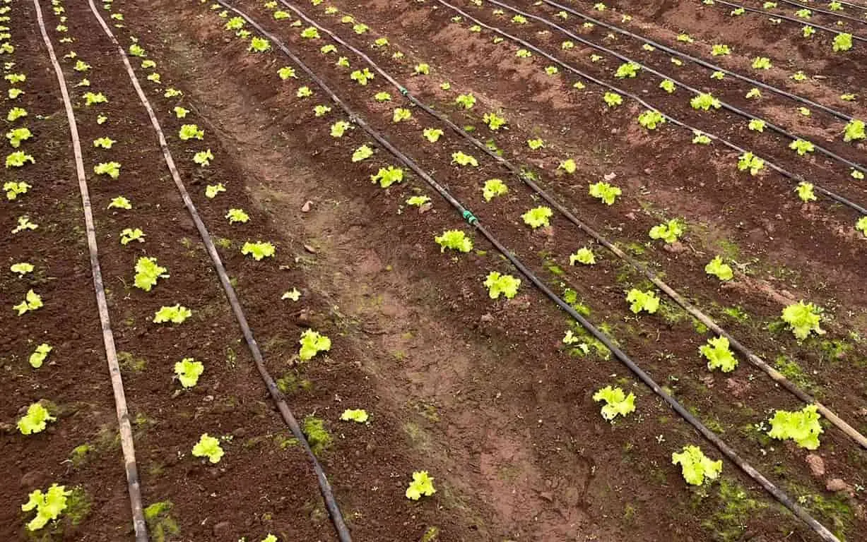 Huerta